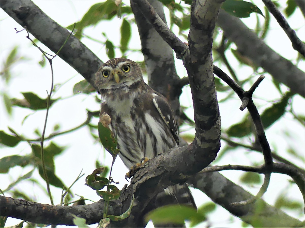 Ferruginous Pygmy-Owl - ML621505556