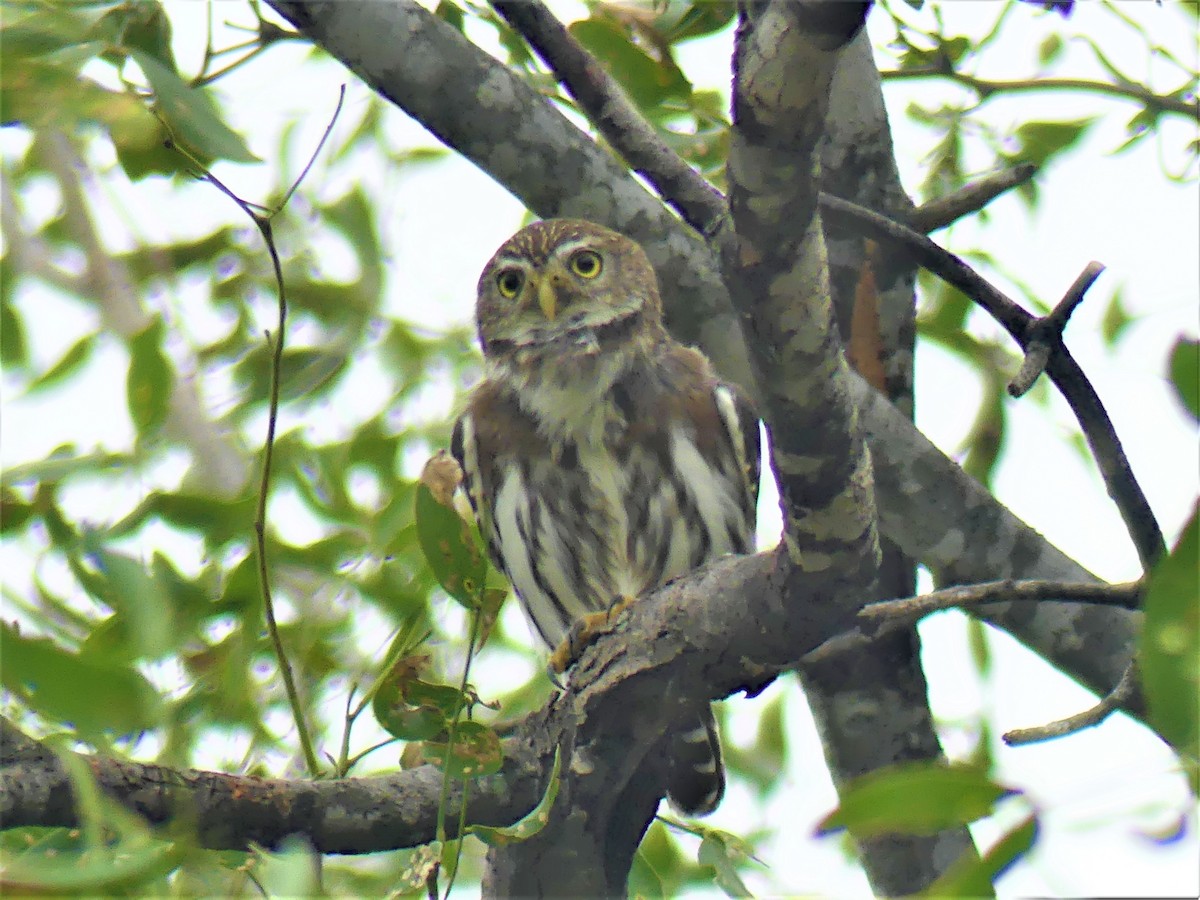 Ferruginous Pygmy-Owl - ML621505558