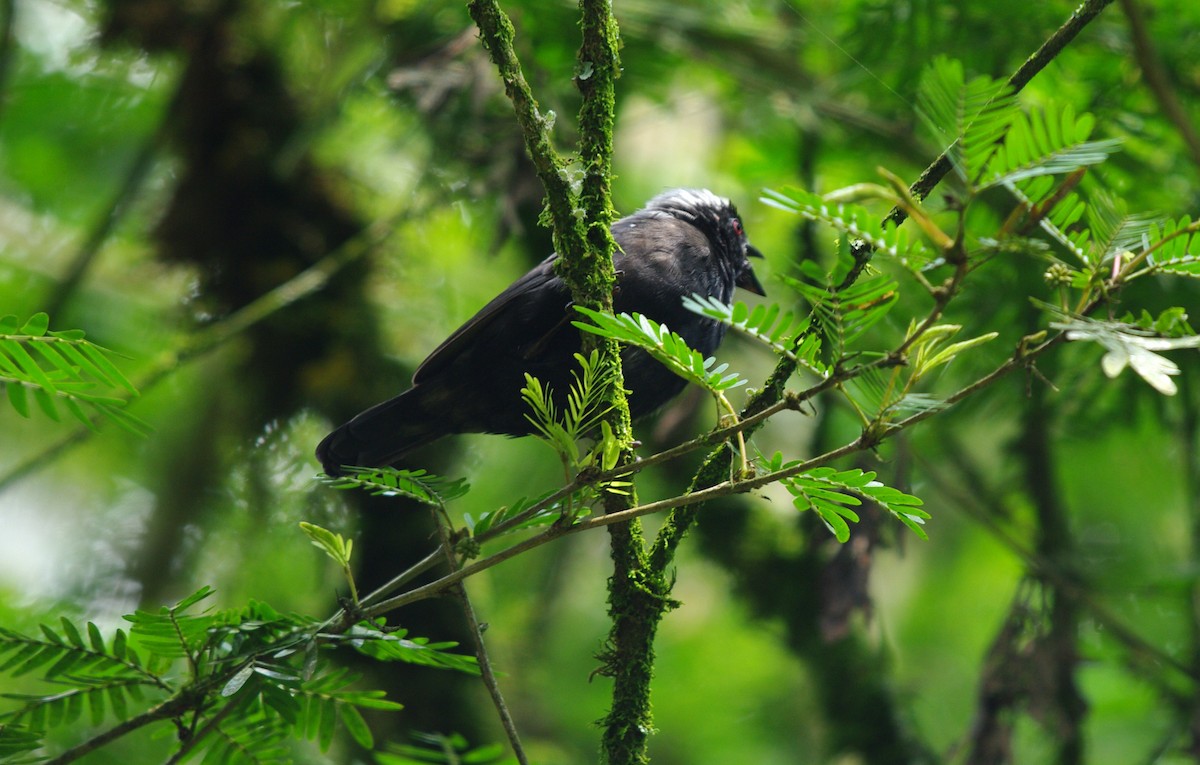 Gray-headed Nigrita - Volkov Sergey