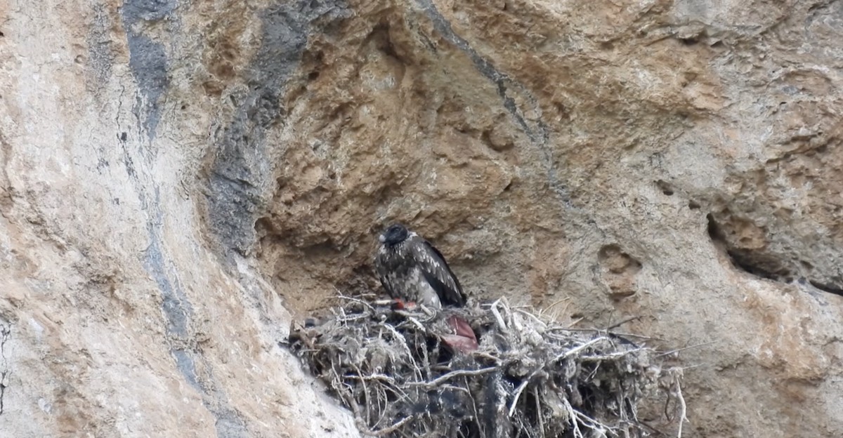 Bearded Vulture - ML621505593