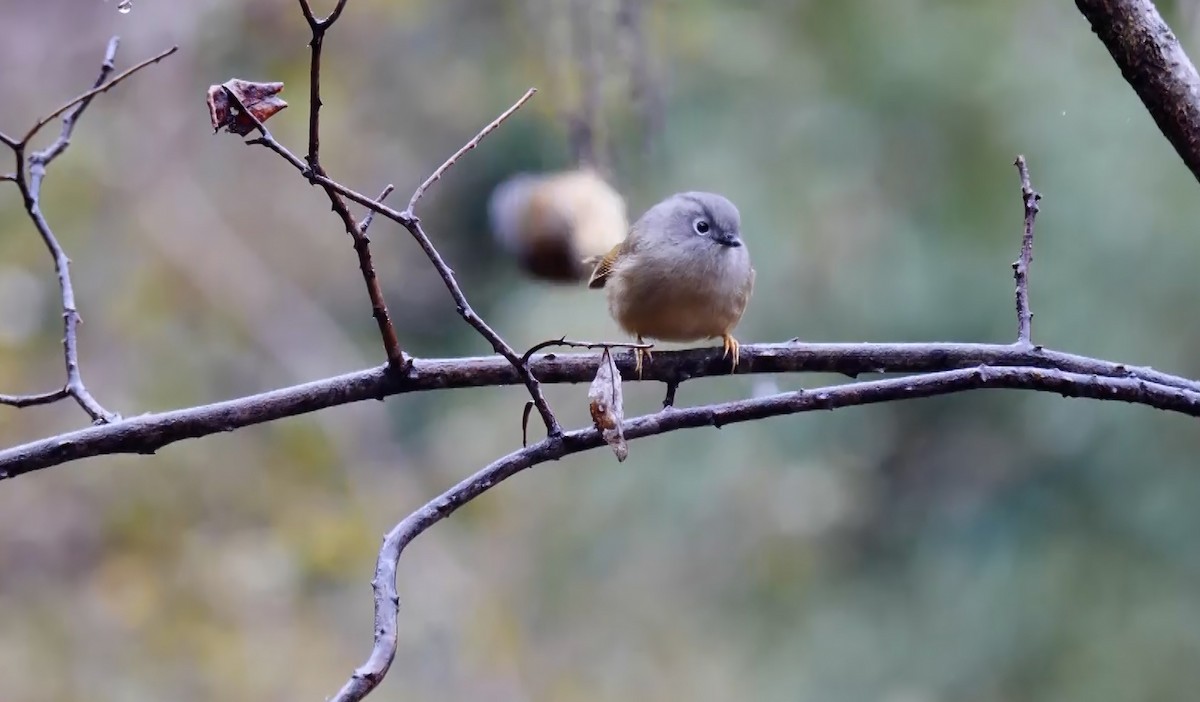 Huet's Fulvetta - ML621505604