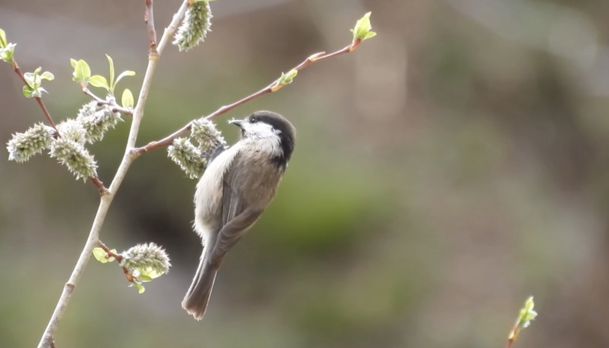 Sichuan Tit - ML621505606