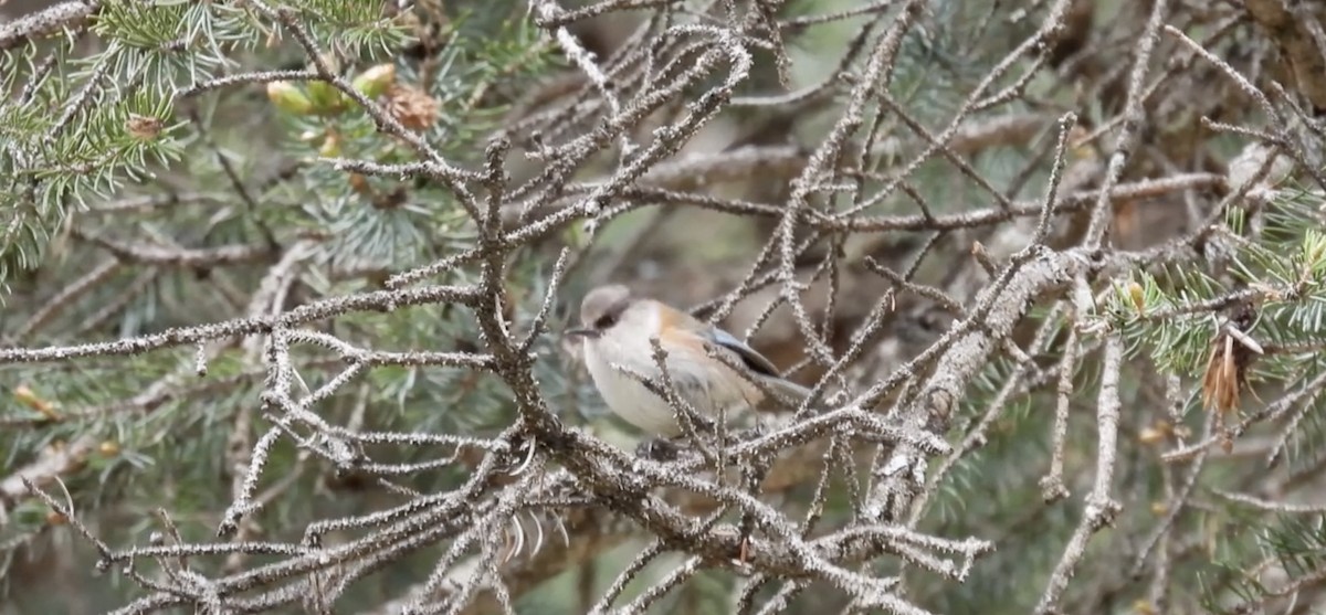 Crested Tit-Warbler - ML621505626