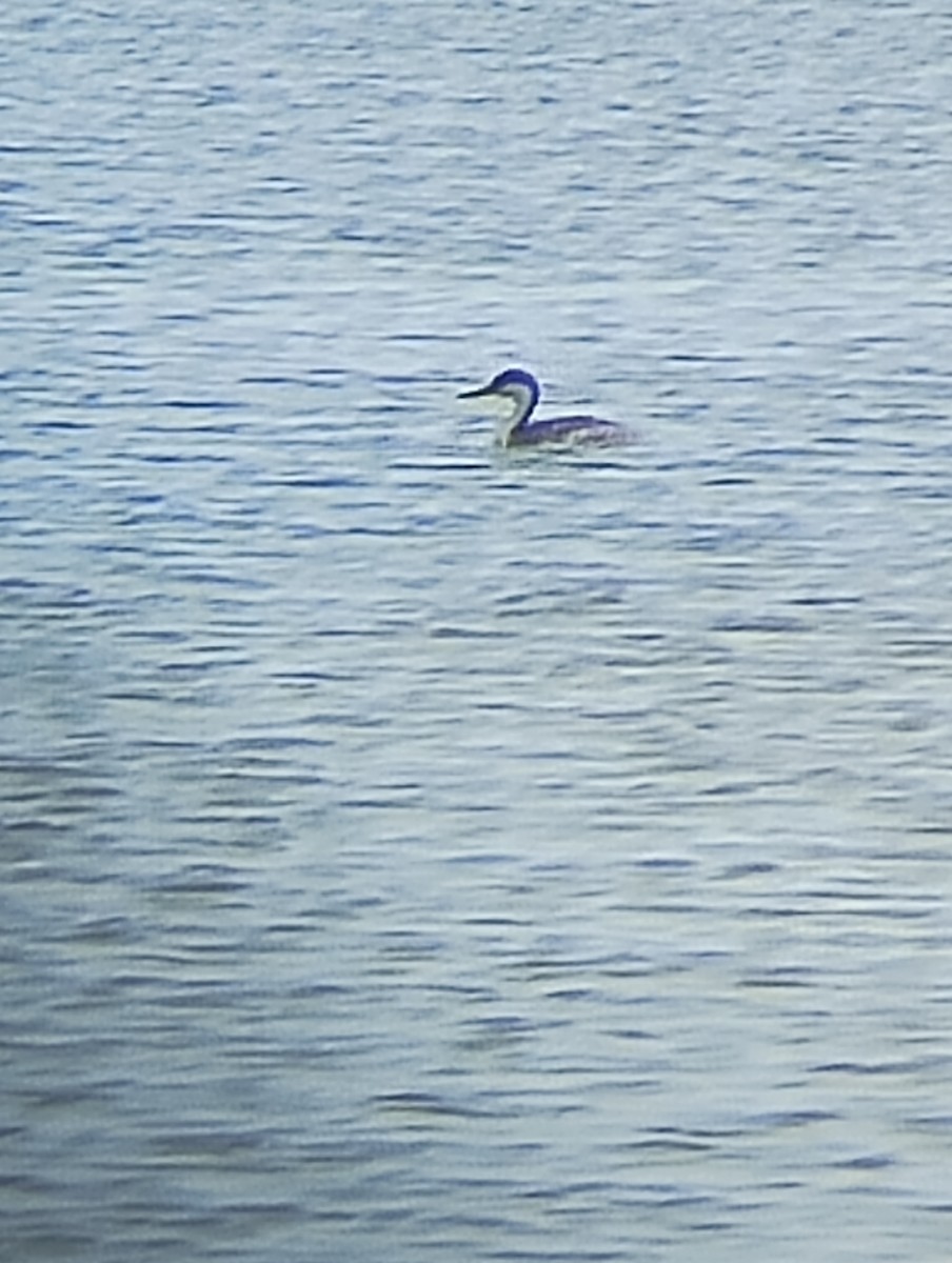 Western Grebe - ML621505647