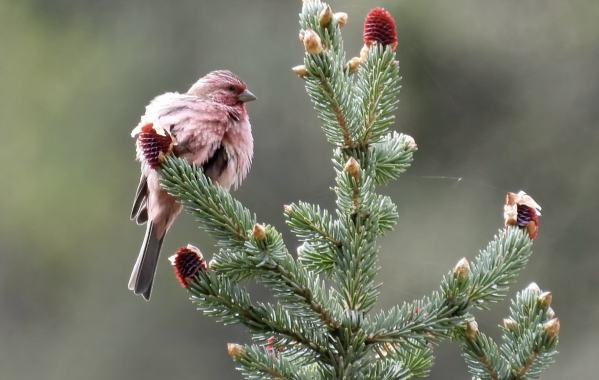 Pink-rumped Rosefinch - ML621505663