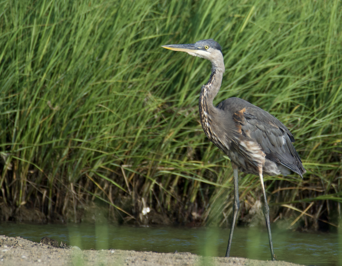 Great Blue Heron - ML621505667