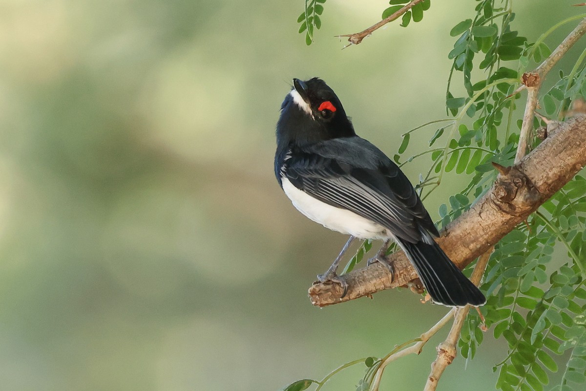 Black-throated Wattle-eye - ML621505683