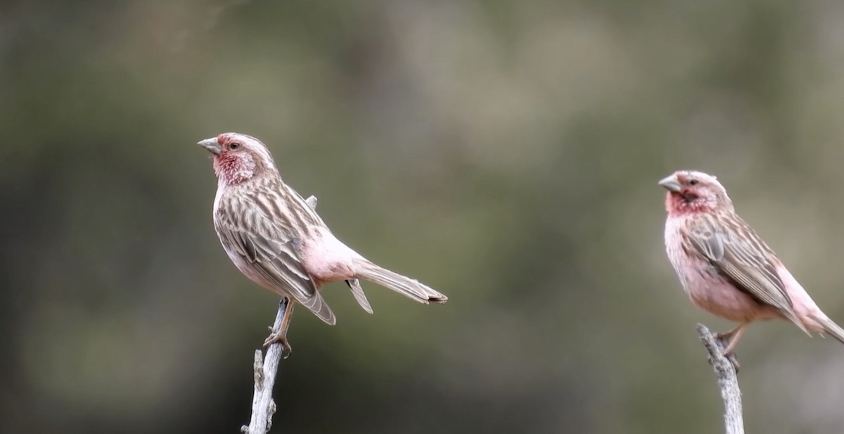 rosefinch sp. - ML621505706