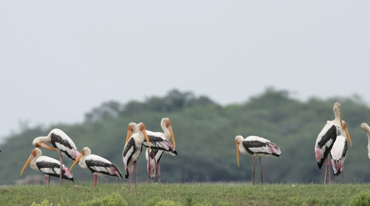 Painted Stork - ML621505717