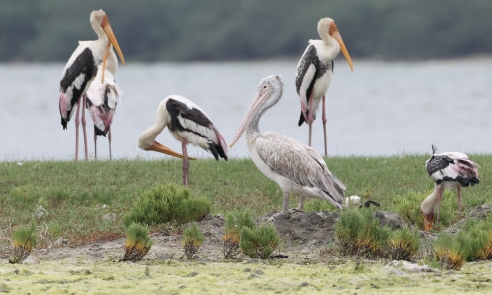 Spot-billed Pelican - ML621505719