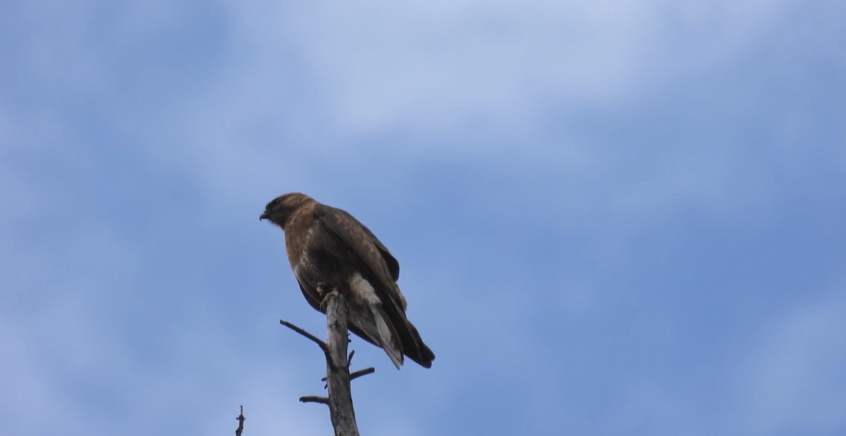 Himalayan Buzzard - ML621505734