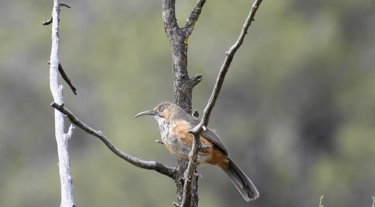 Black-streaked Scimitar-Babbler - ML621505784