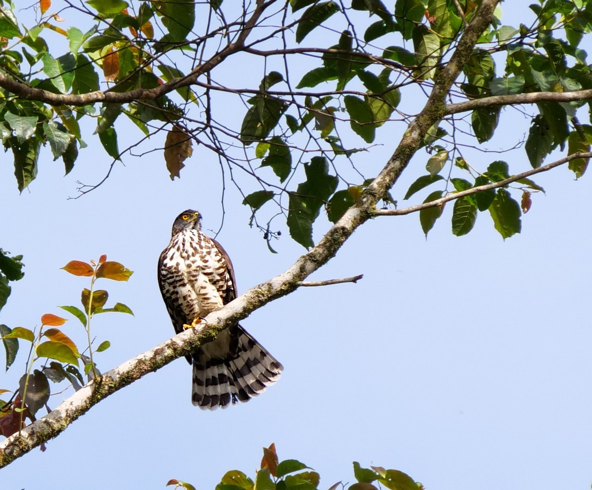 Crested Goshawk - ML621505804