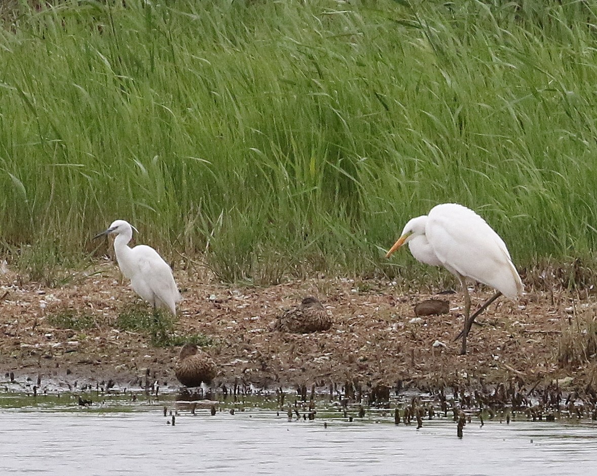 Great Egret - ML621505814