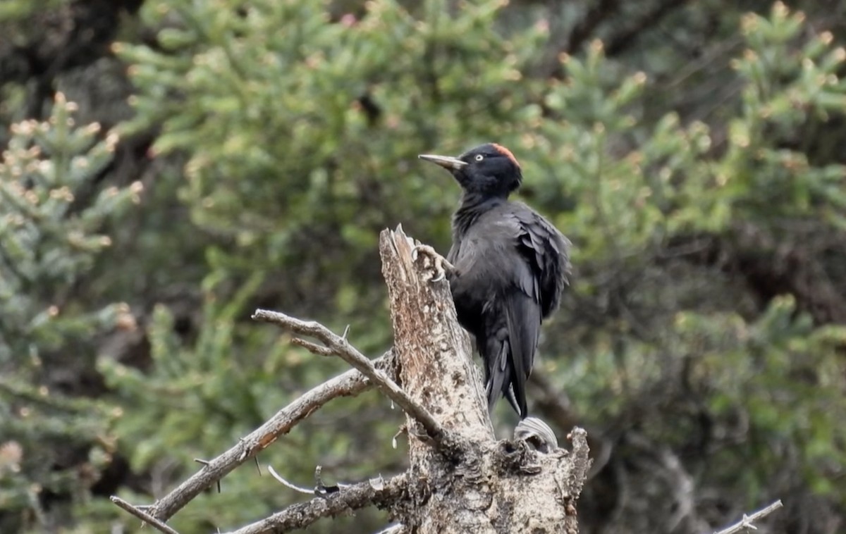 Black Woodpecker - ML621505863