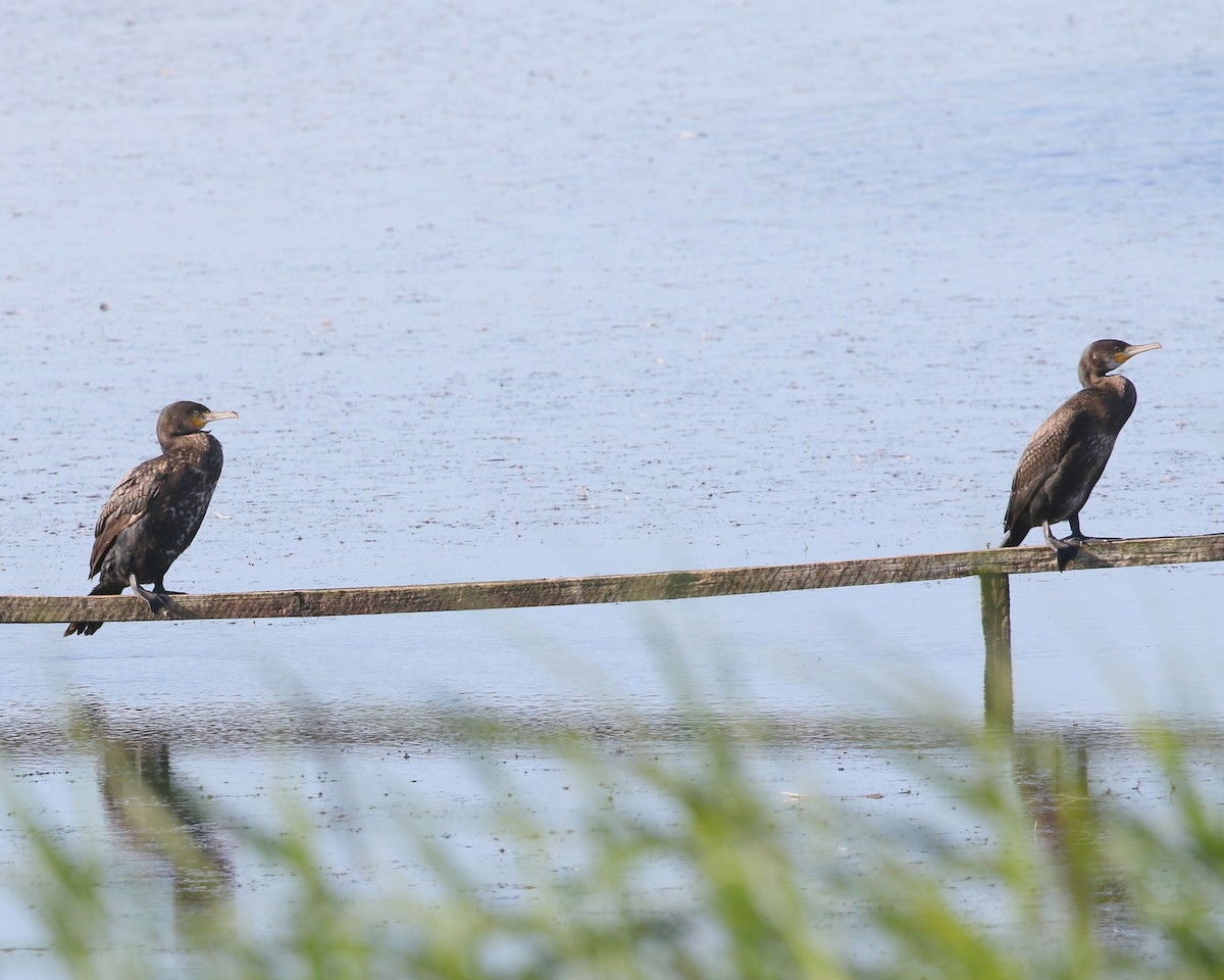 Great Cormorant - ML621505865