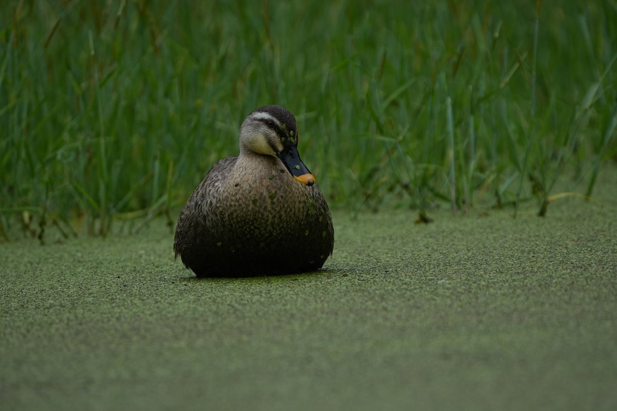 Eastern Spot-billed Duck - ML621505881