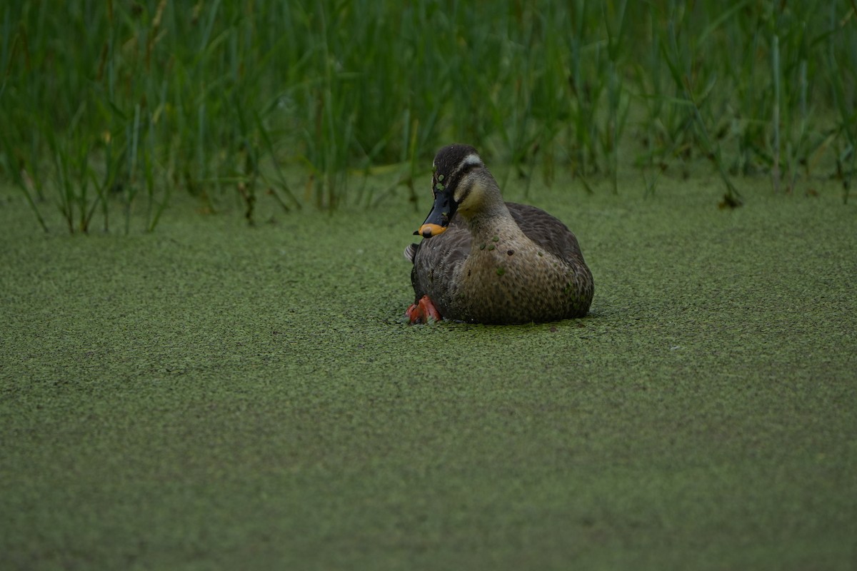 Eastern Spot-billed Duck - ML621505882