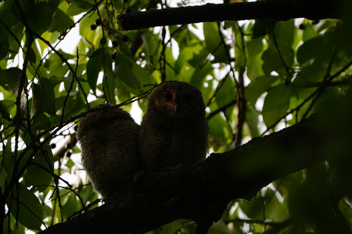 Japanese Scops-Owl - ML621505890