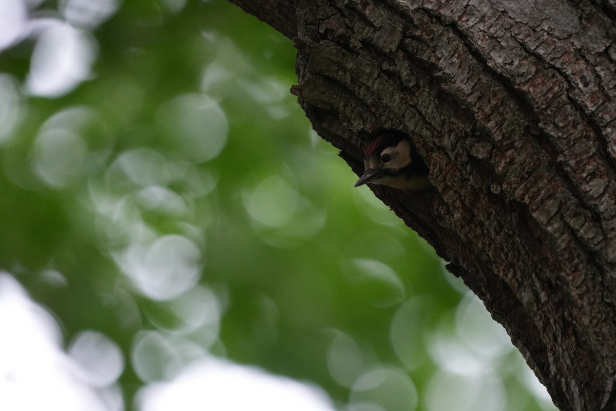 Great Spotted Woodpecker - ML621505896