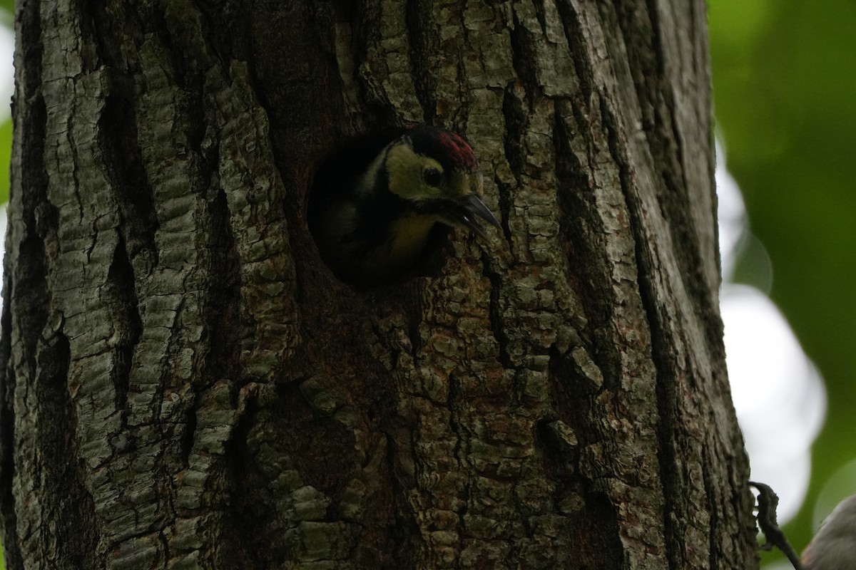 Great Spotted Woodpecker - ML621505897