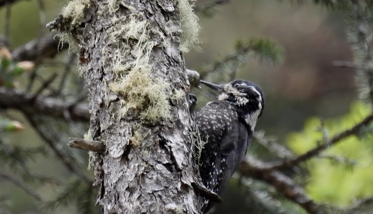 Eurasian Three-toed Woodpecker (Dark-bodied) - ML621505911