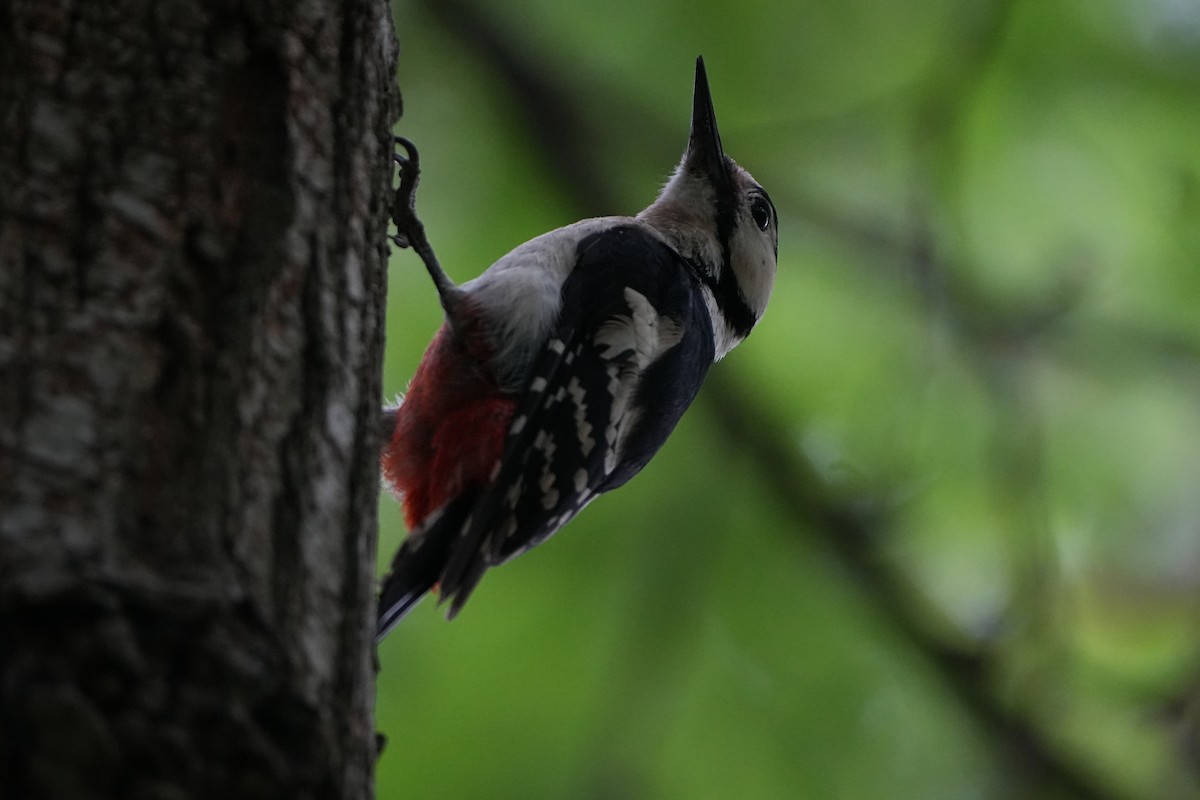 Great Spotted Woodpecker - ML621505917