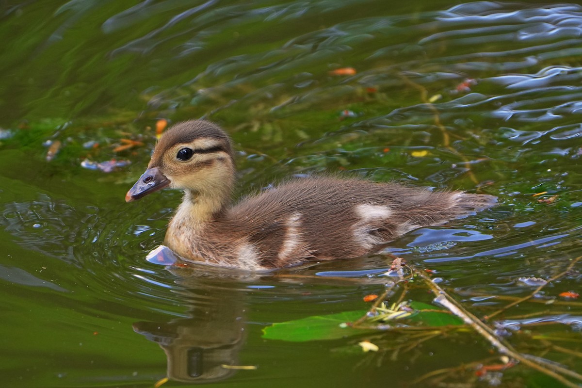 Mandarin Duck - ML621505962