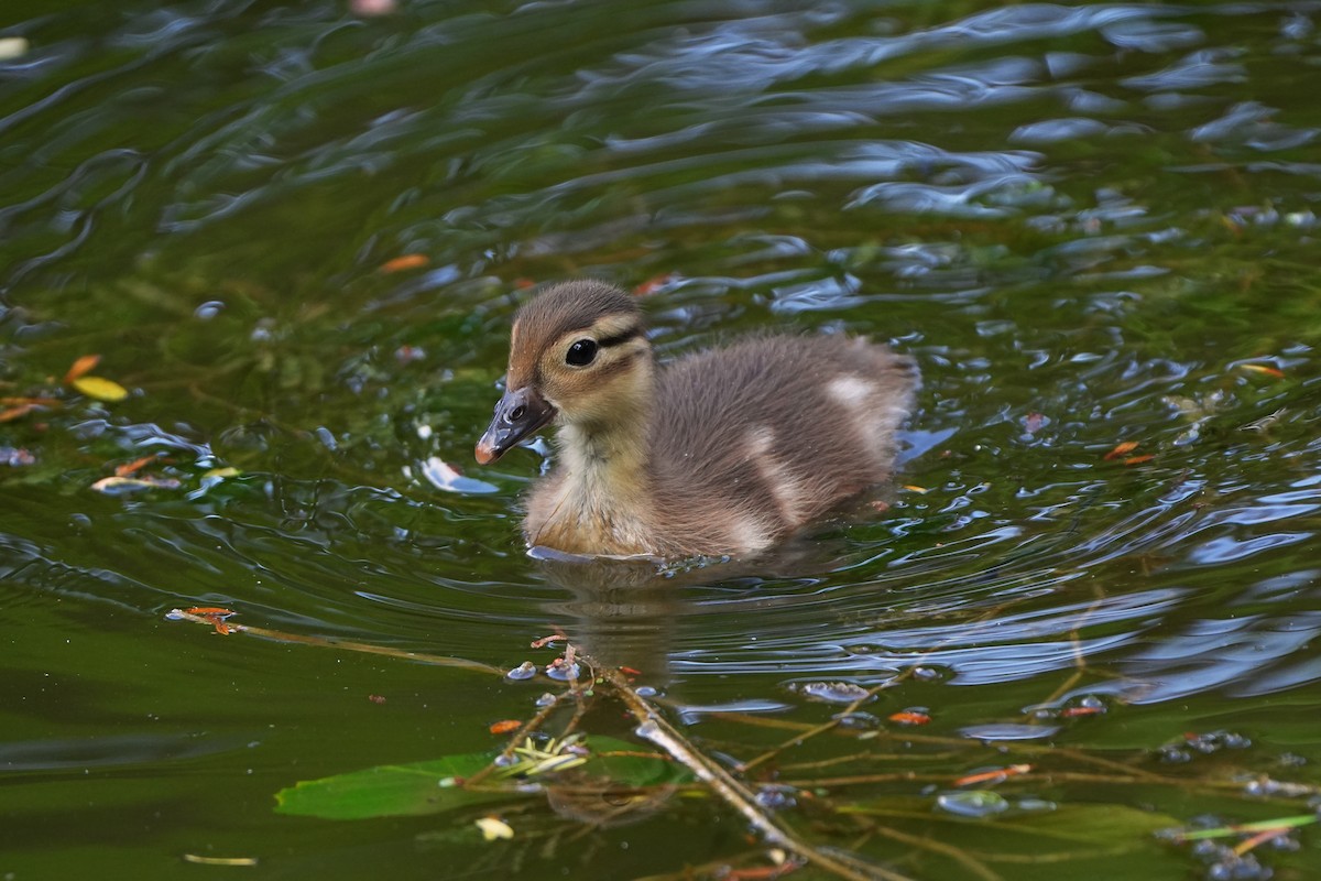 Mandarin Duck - ML621505965