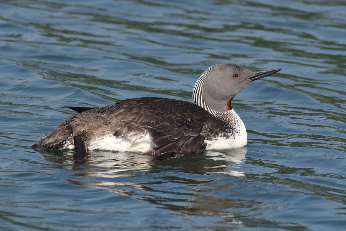 Red-throated Loon - ML621505989