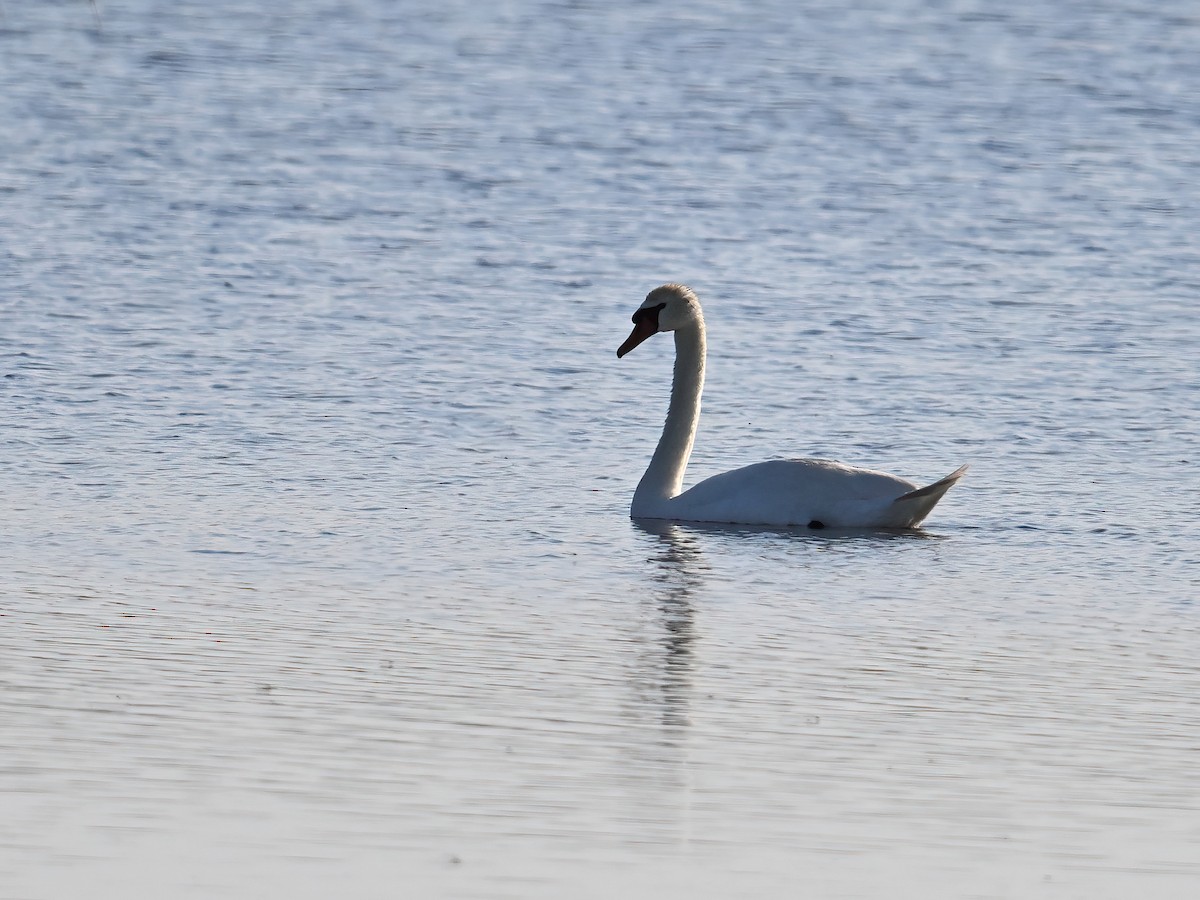 Mute Swan - ML621505997