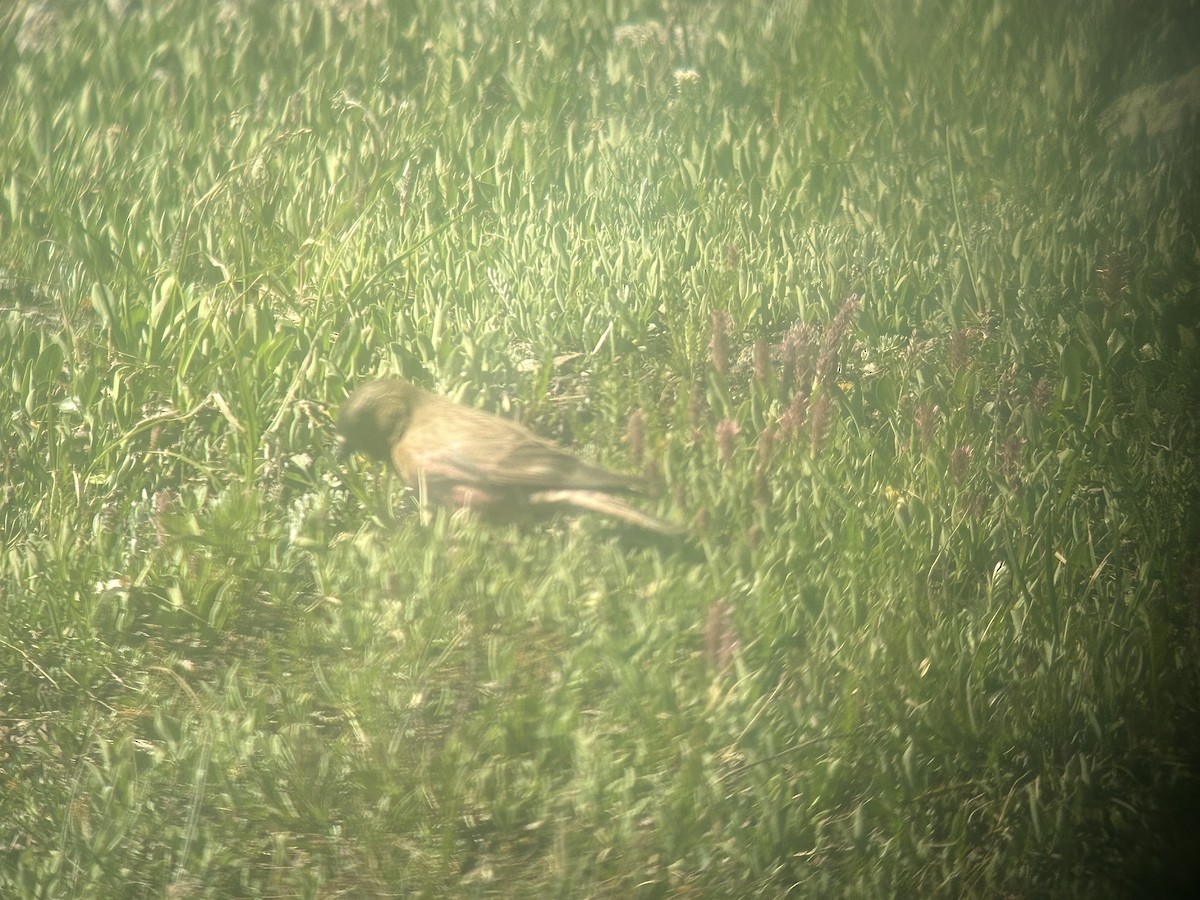 Brown-capped Rosy-Finch - ML621506008