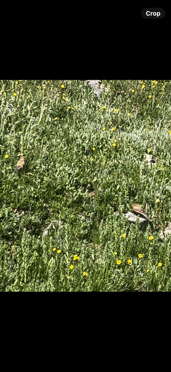 Brown-capped Rosy-Finch - ML621506009