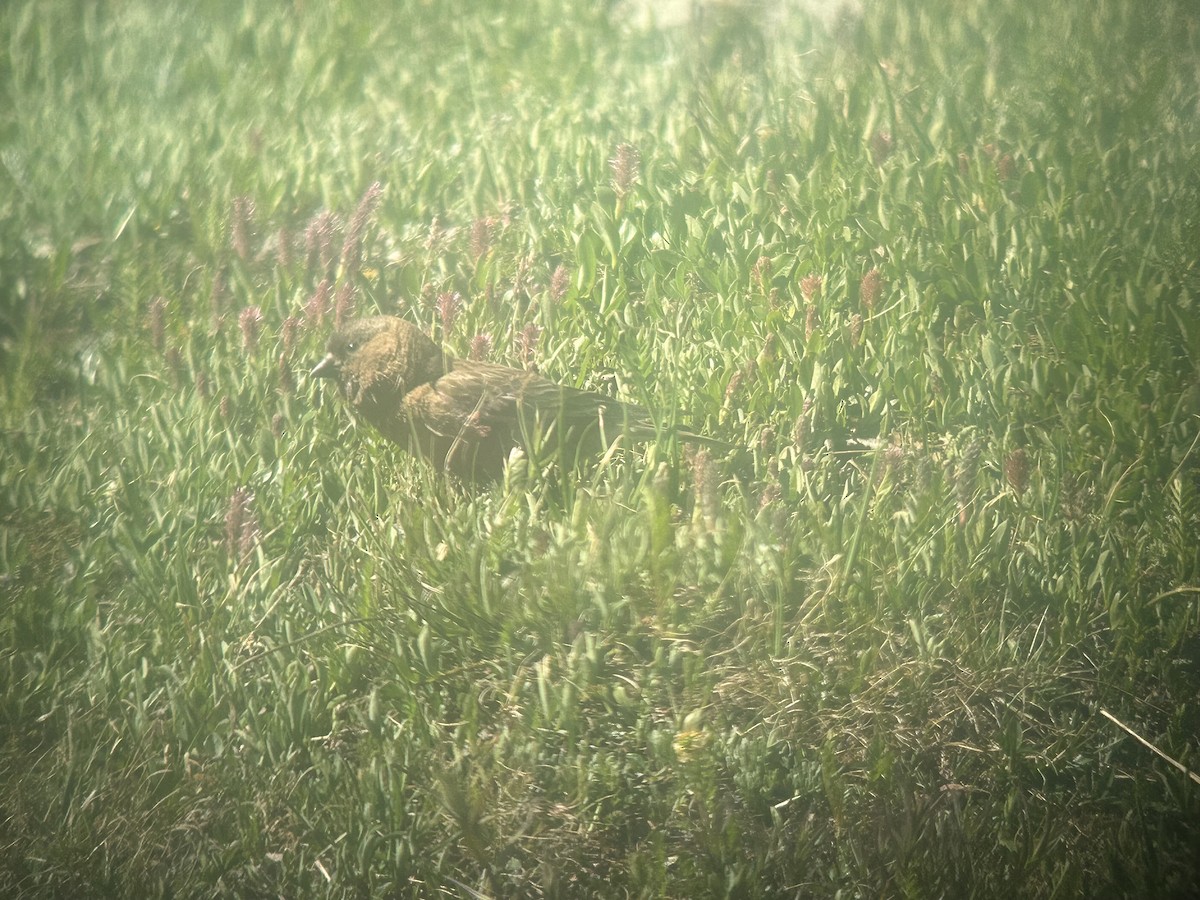 Brown-capped Rosy-Finch - ML621506011