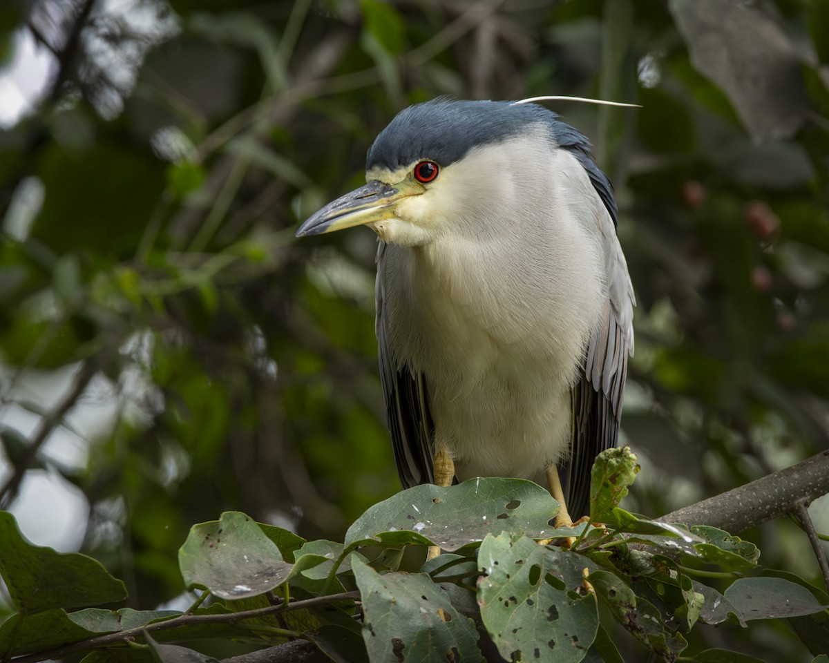 Black-crowned Night Heron - ML621506046