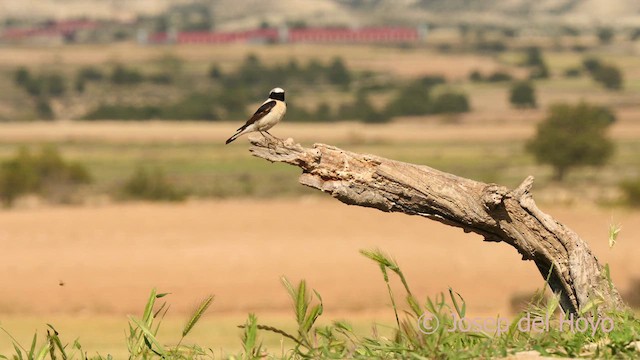 Western Black-eared Wheatear - ML621506125