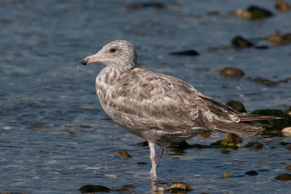 Herring Gull (American) - Alton Spencer