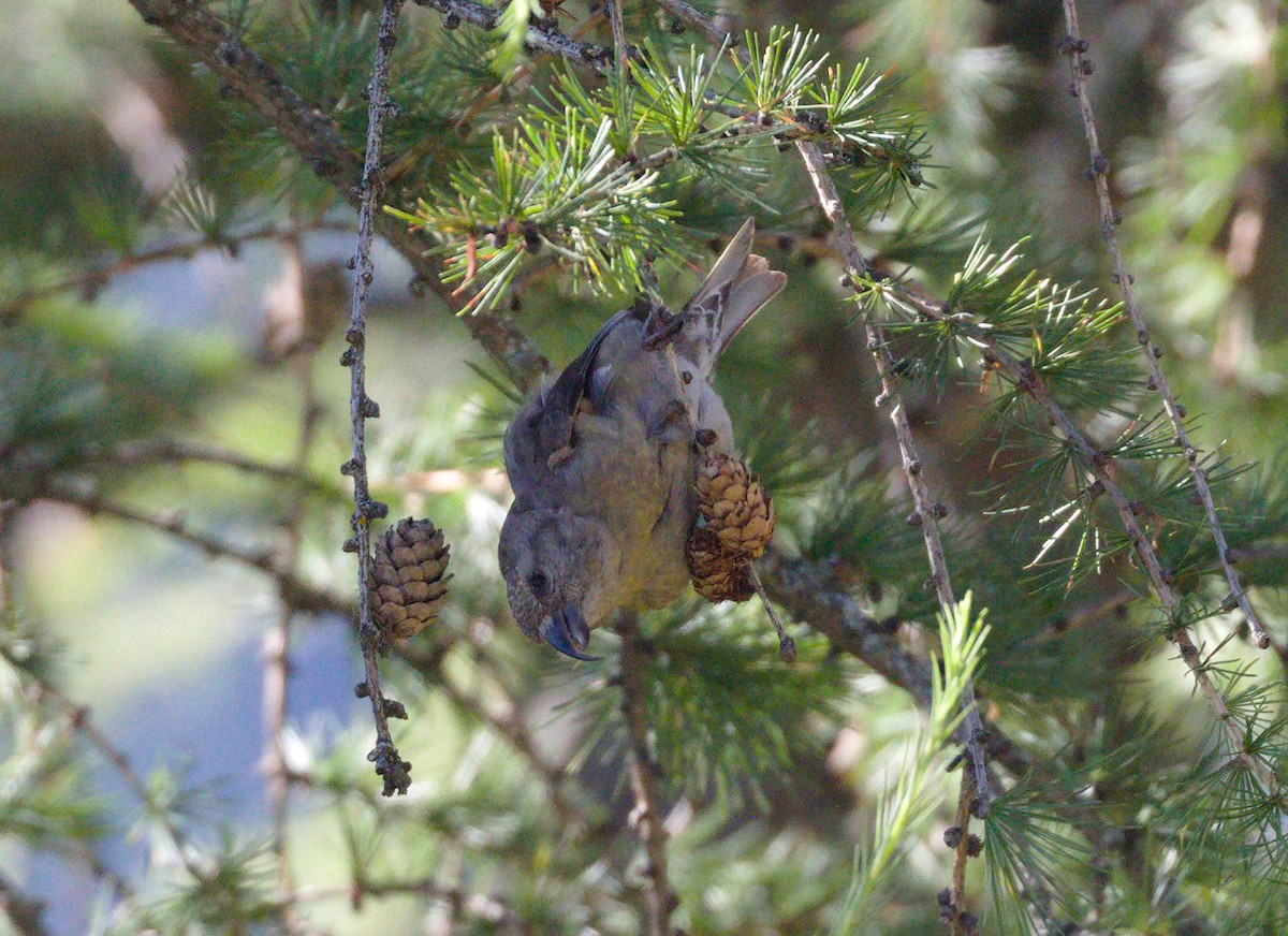 Гацуурын солбин хошуут - ML621506172