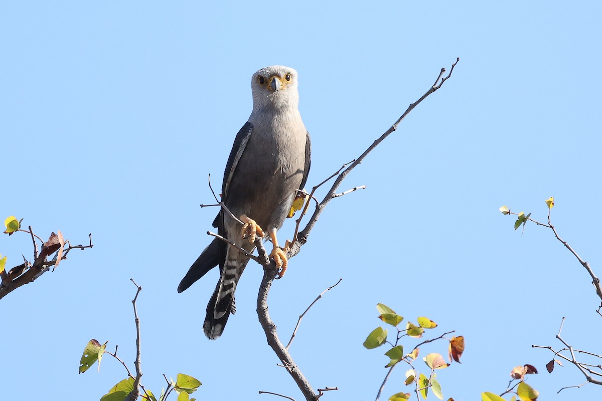 Schwarzrückenfalke - ML621506217