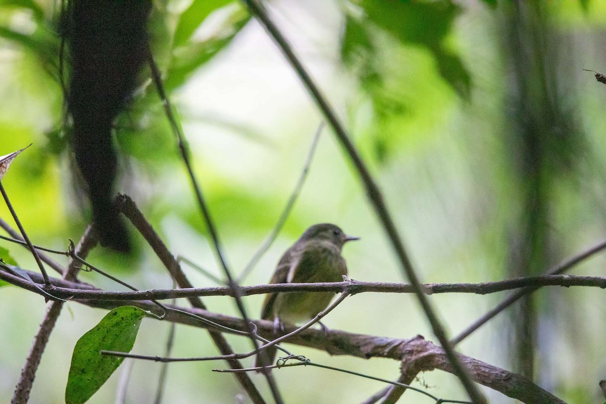 Olive-streaked Flycatcher - ML621506307