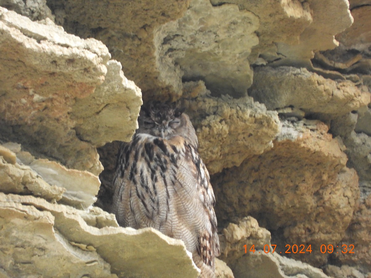 Eurasian Eagle-Owl - ML621506322