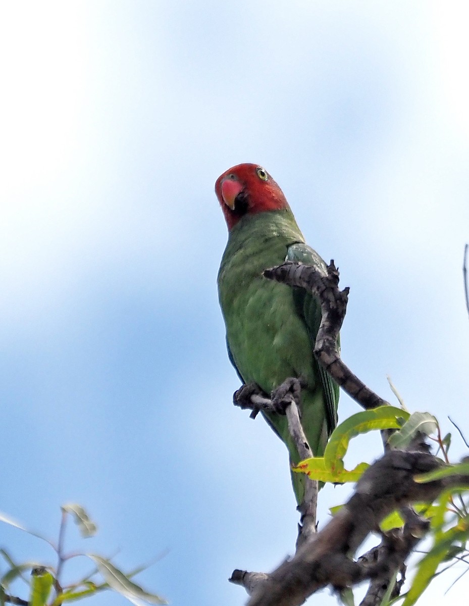 Red-cheeked Parrot - ML621506327