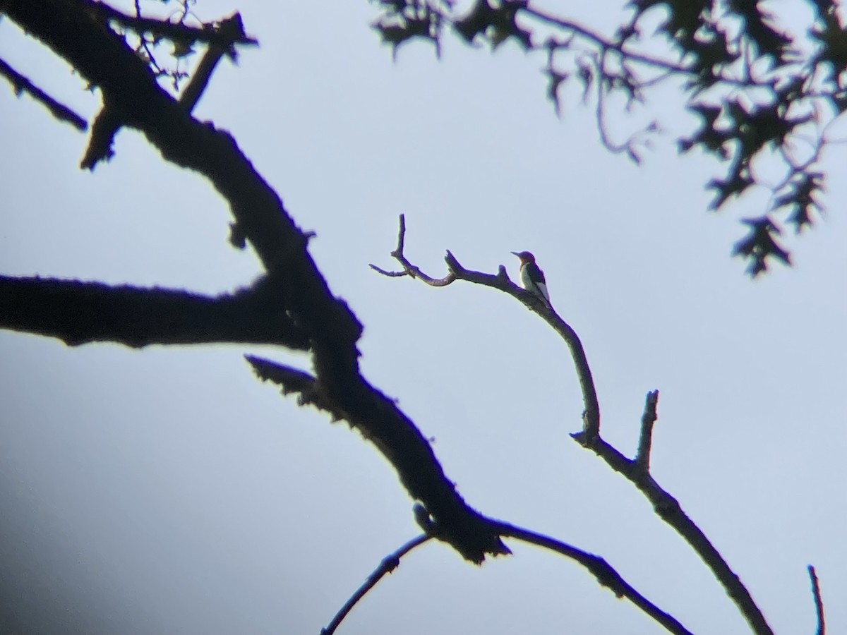 Red-headed Woodpecker - ML621506329