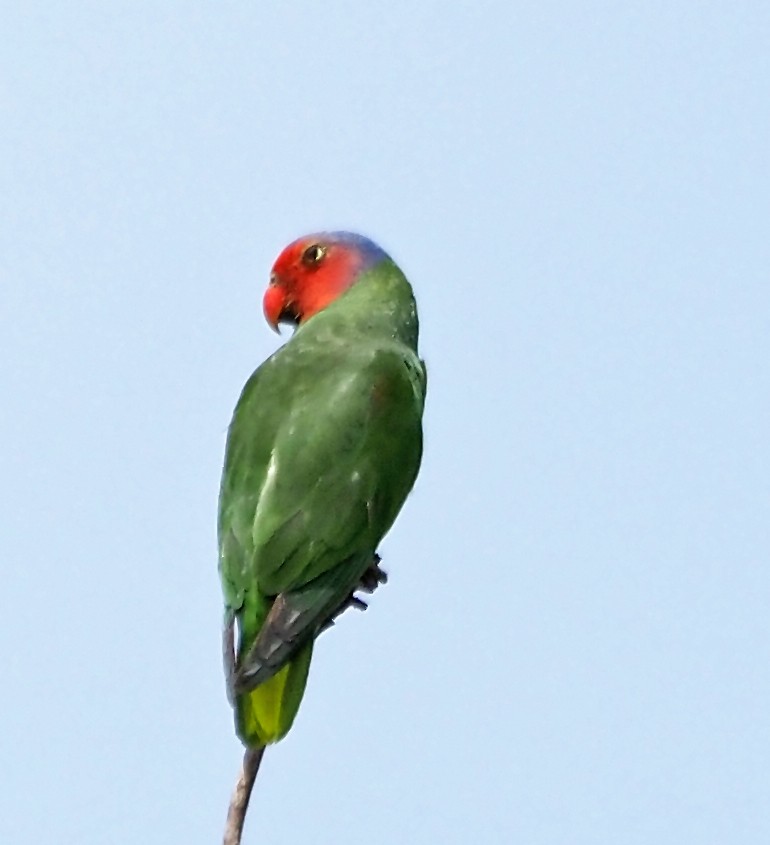 Red-cheeked Parrot - ML621506331