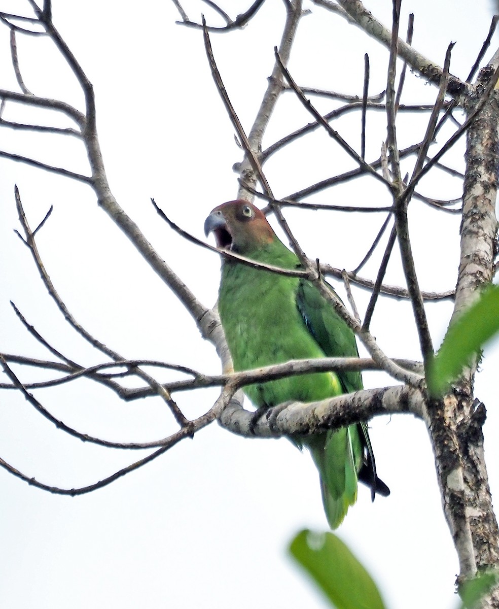 Red-cheeked Parrot - ML621506334