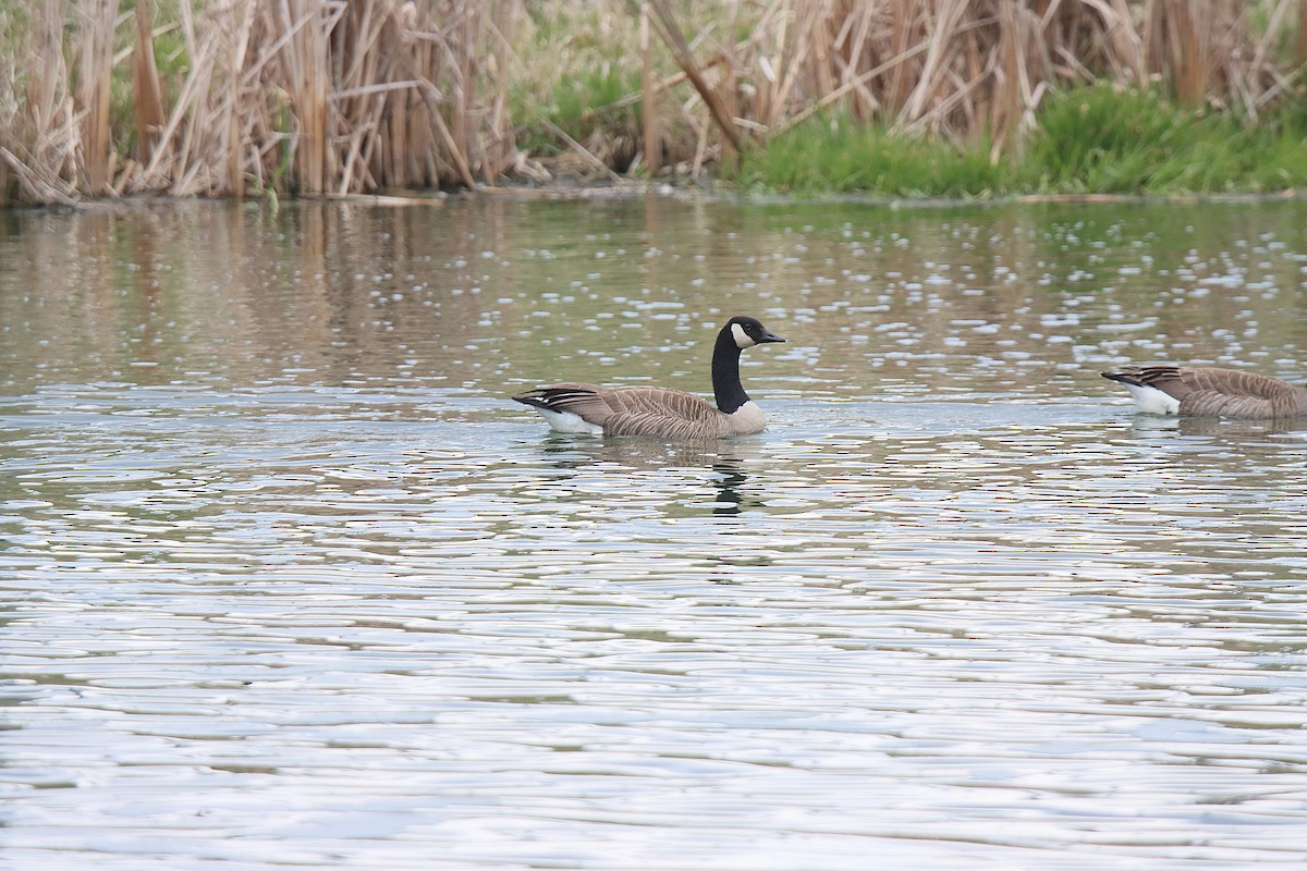 Kanadagans - ML621506345