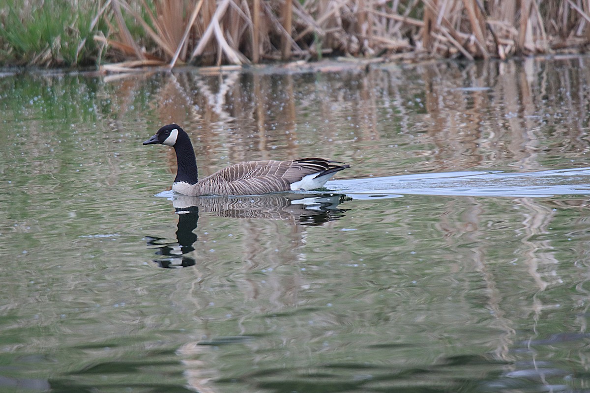 Kanadagans - ML621506347