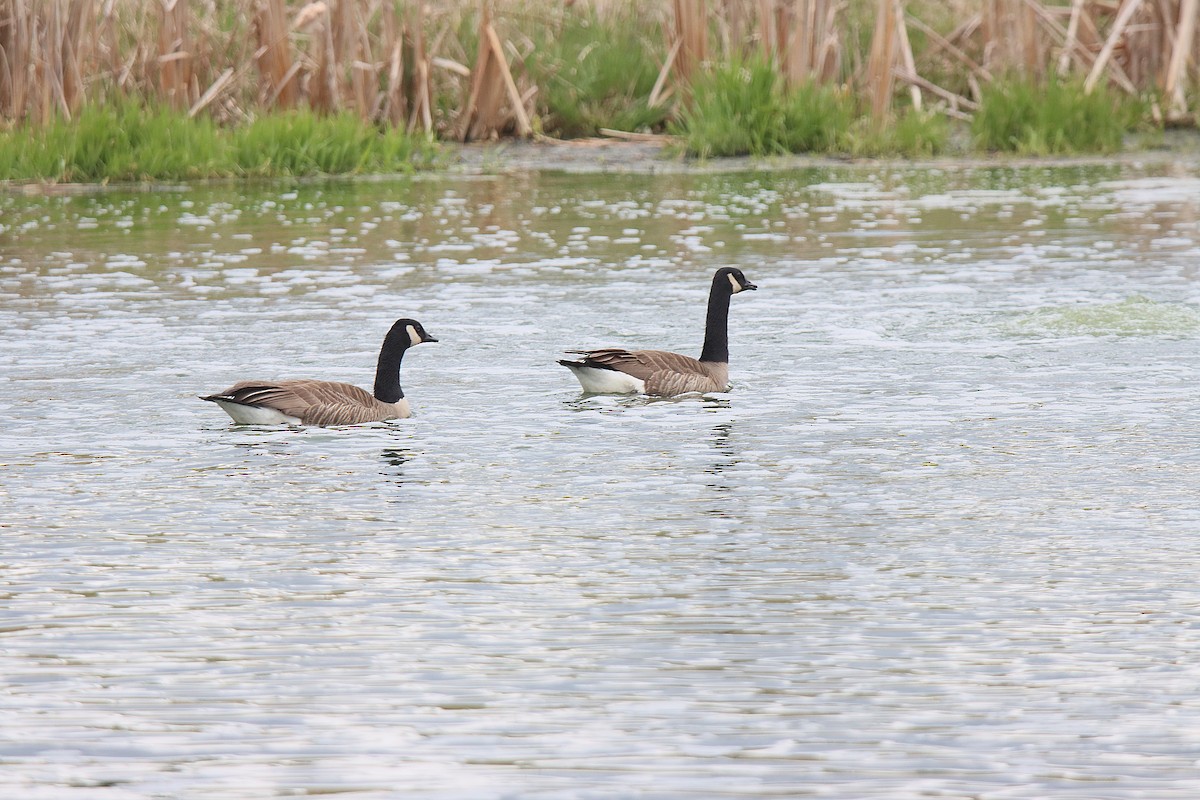 Kanadagans - ML621506348