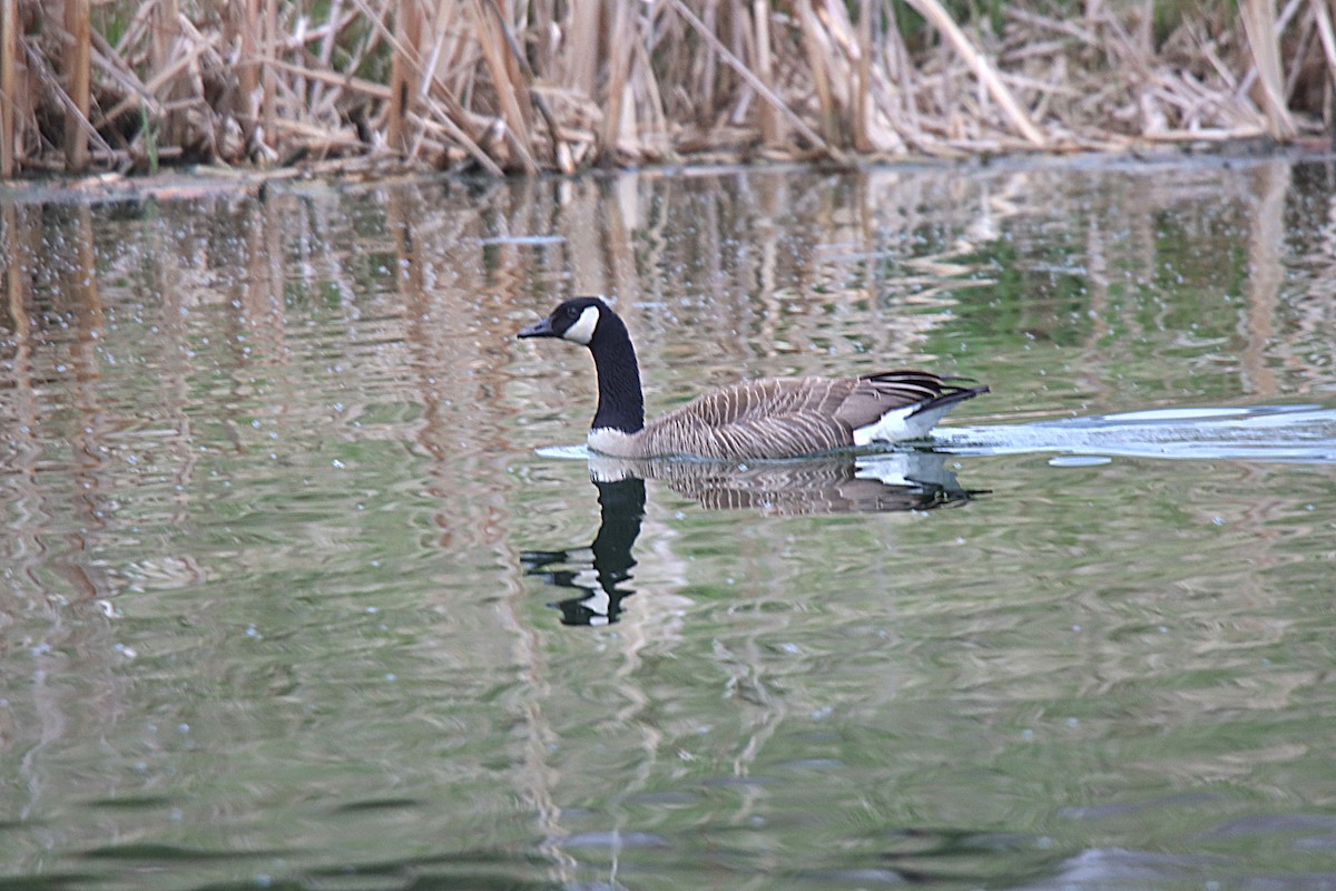 Kanadagans - ML621506349