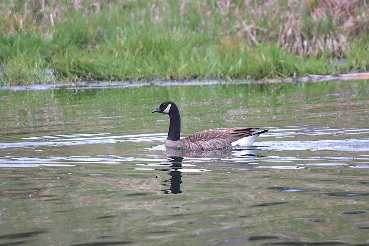 Kanadagans - ML621506350